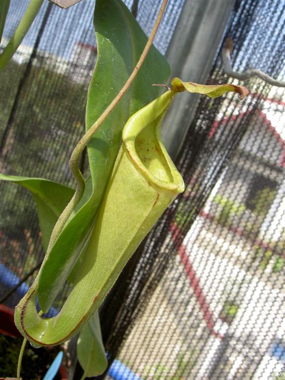 Nepenthes x gentle